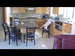 Собака осталась одна дома