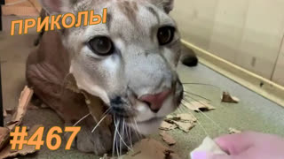 Приколы июль 2019 №467